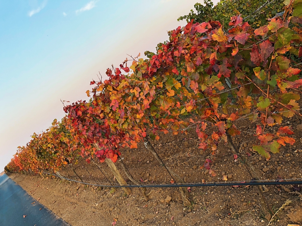 Scheiblhofer vineyards, Austria