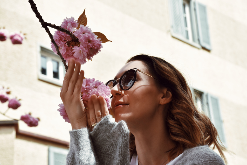cherry blossoms in Zurich
