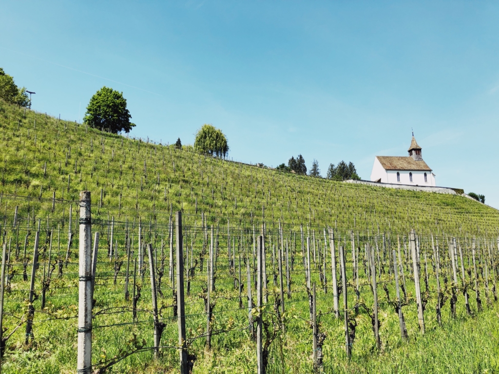 vineyards Staatskellerei Zurich