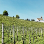 vineyards Staatskellerei Zurich