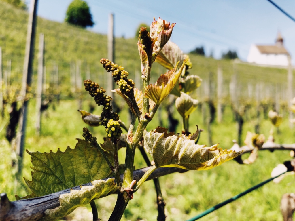 Vineyards Staatskellerei Zurich