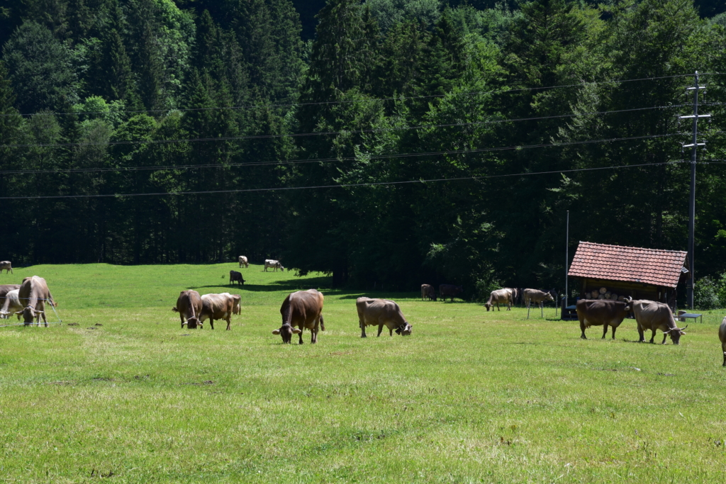 Cows in Stöckalp