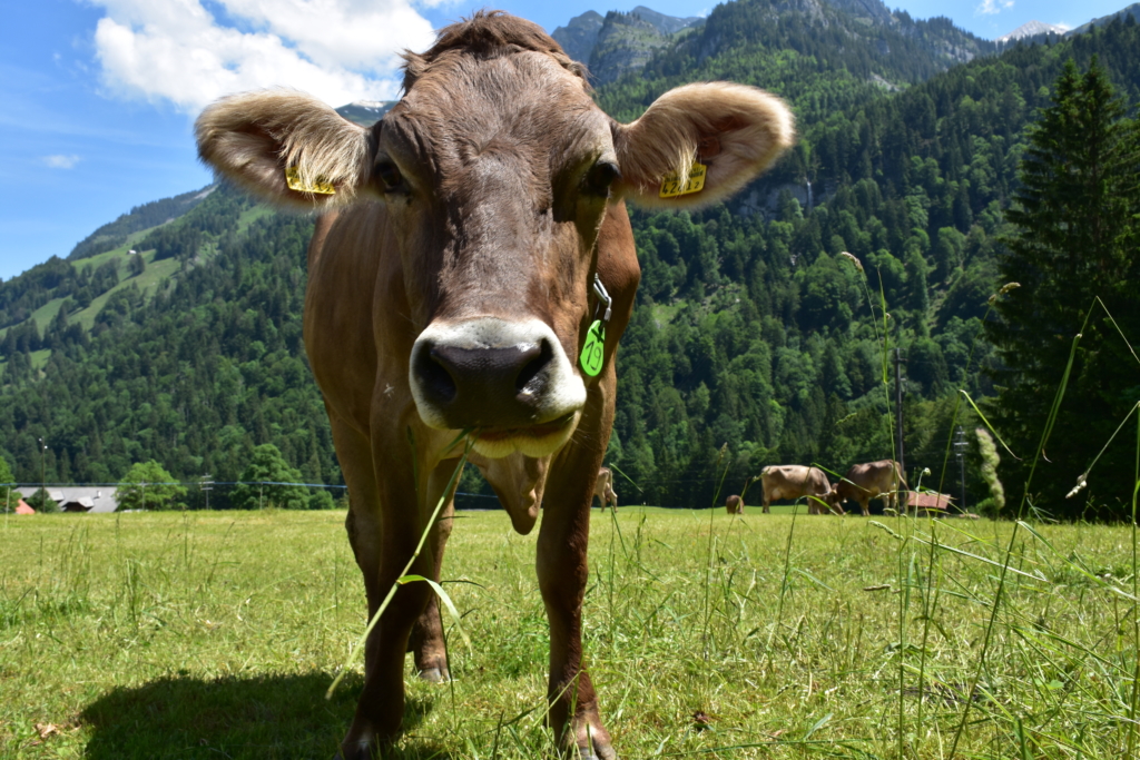 Cows in Stöckalp