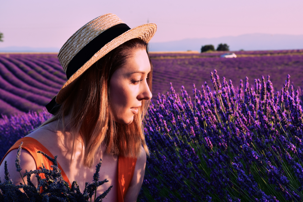 Lavender fields of Provence