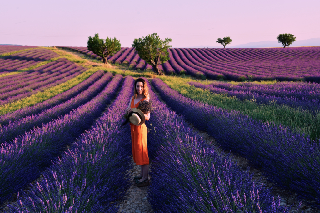 Lavender fields of Provence
