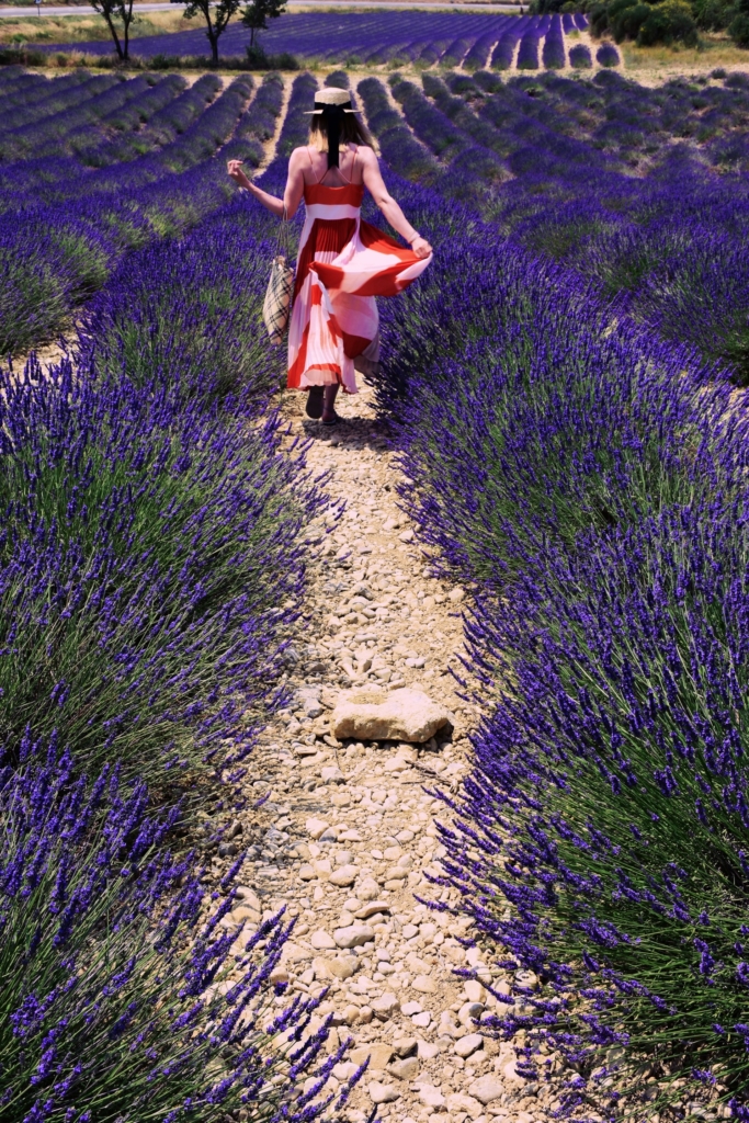 Lavender fields of Provence