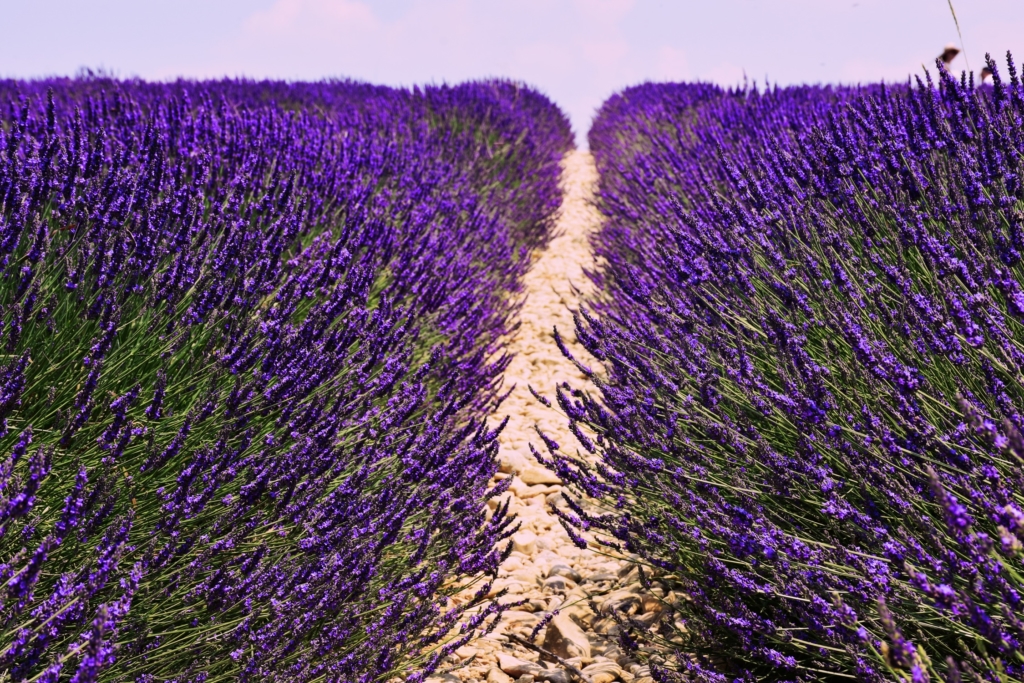 Lavender fields of Provence