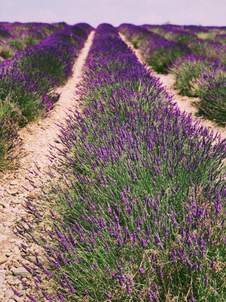 Lavender fields of Provence