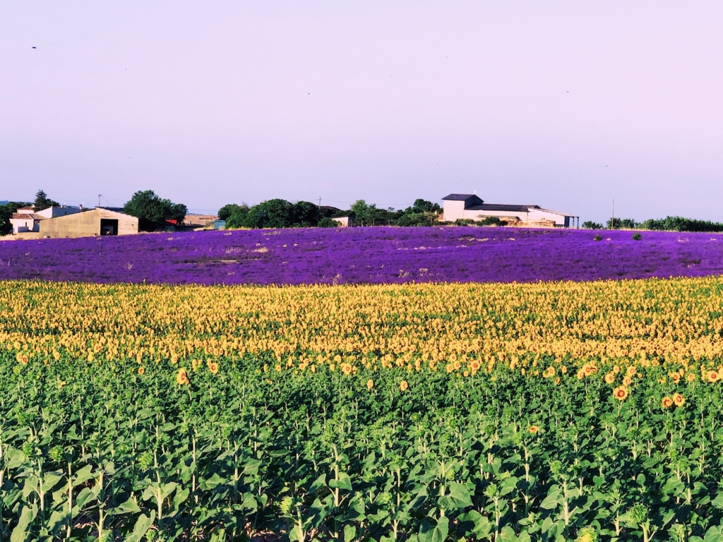 Fields of Provence