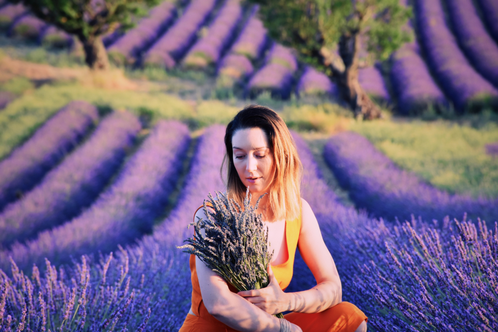 Lavender fields of Provence