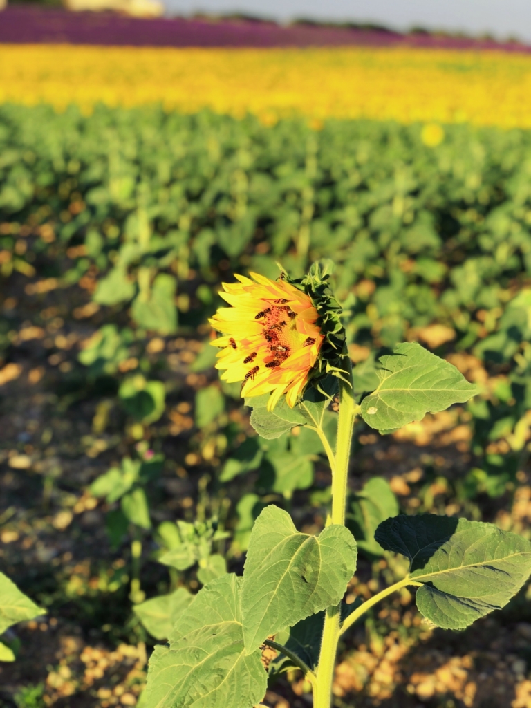Sunflower fields of Provence