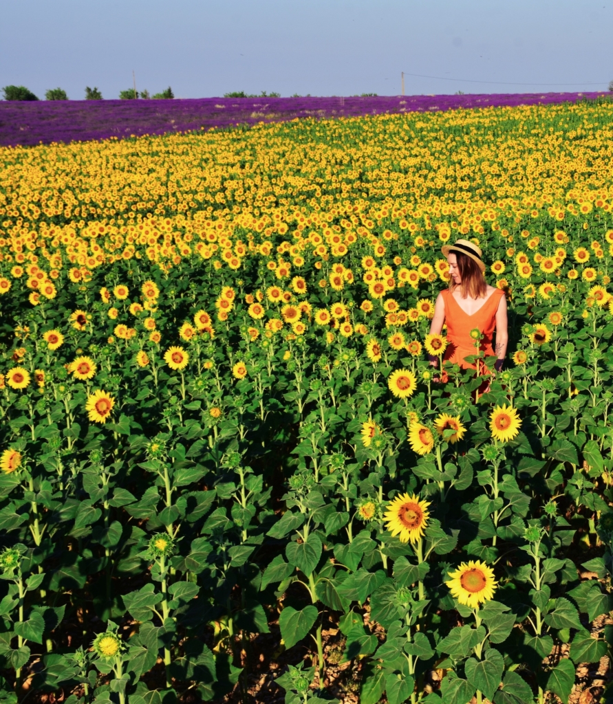 Sunflowers of Provence