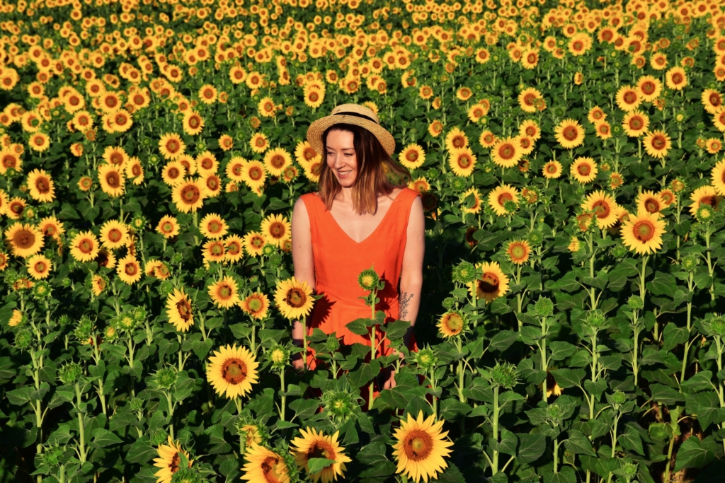 Sunflowers of Provence