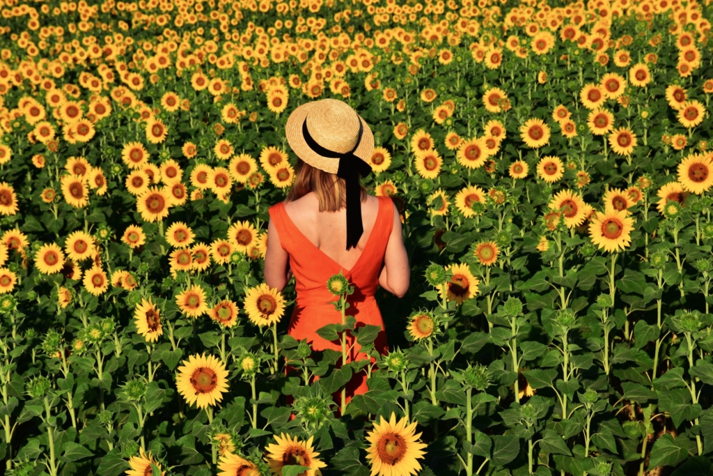 Sunflower fields of Provence