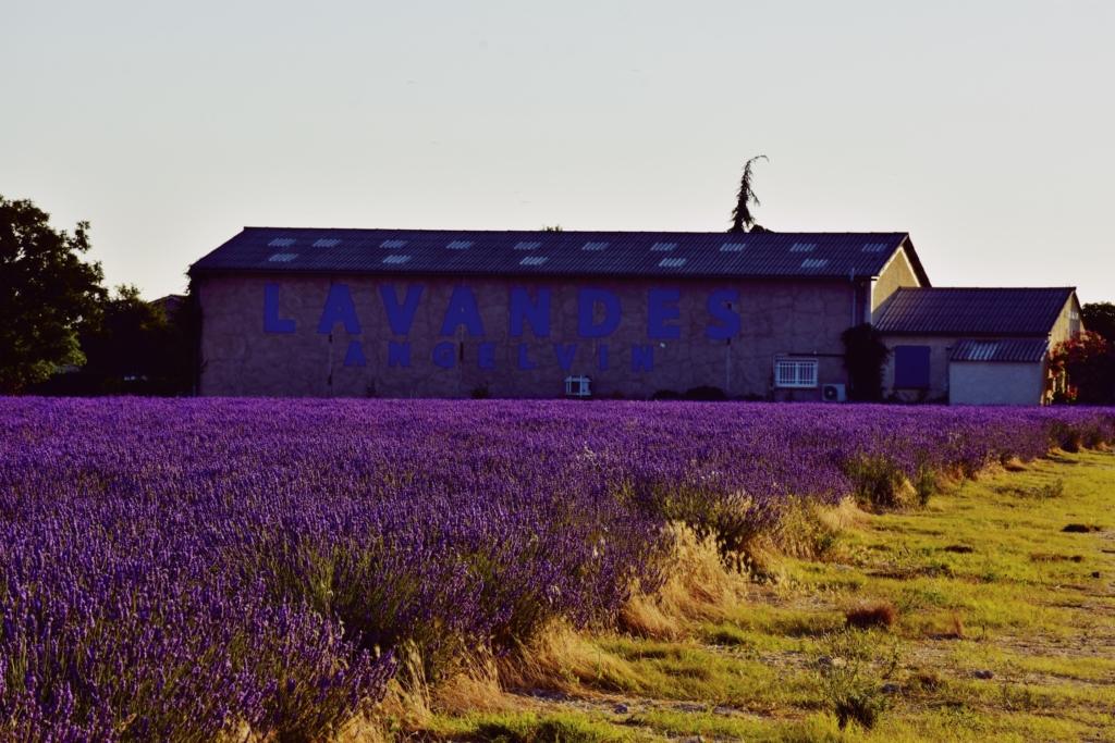 Lavender of Provence