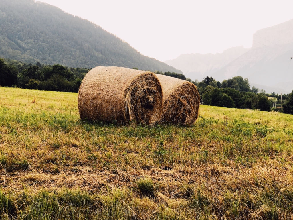 Wheat fields of Provence