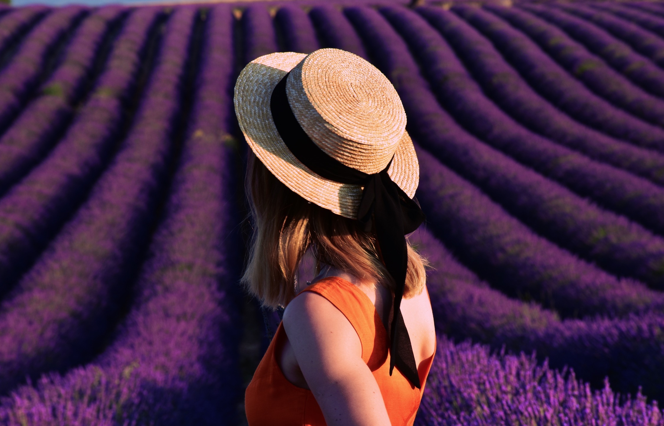 Exploring the Lavender Fields of Provence – A Visual and Sensory Journey