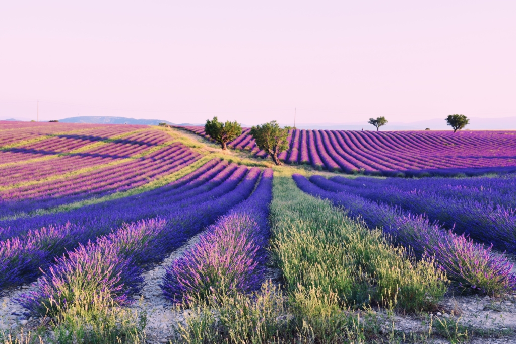 Colours of Provence - Moname Magazine