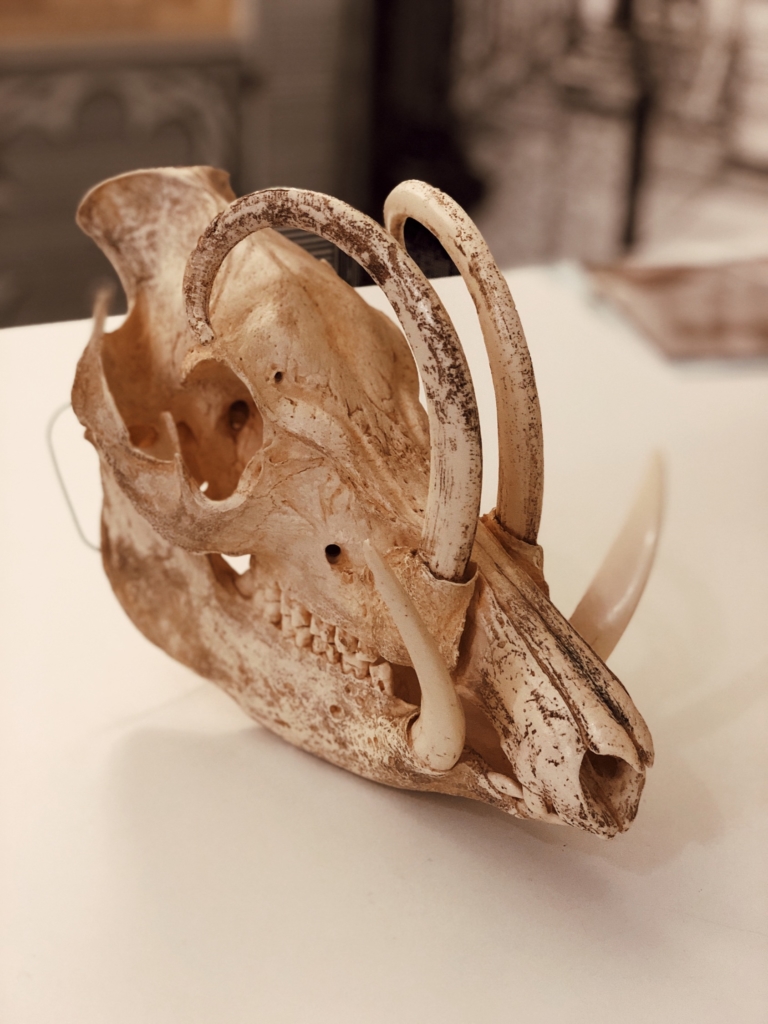 Zurich Museums Night, Palaeontological Museum of the University of Zurich