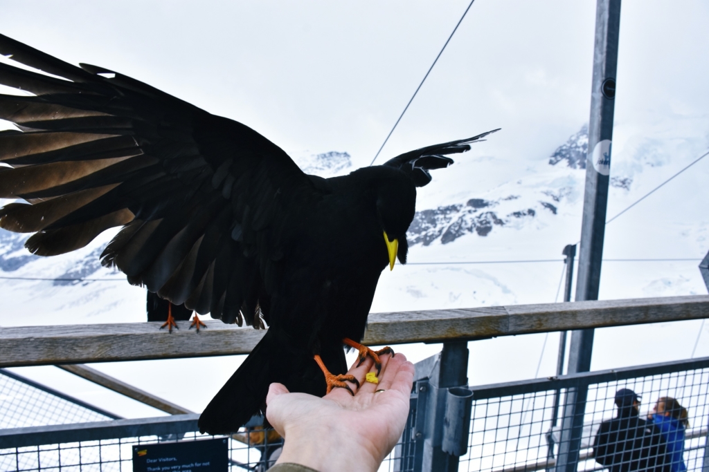 Jungfraujoch - Top of Europe, Alpine Chough on the Sphinx Terrace