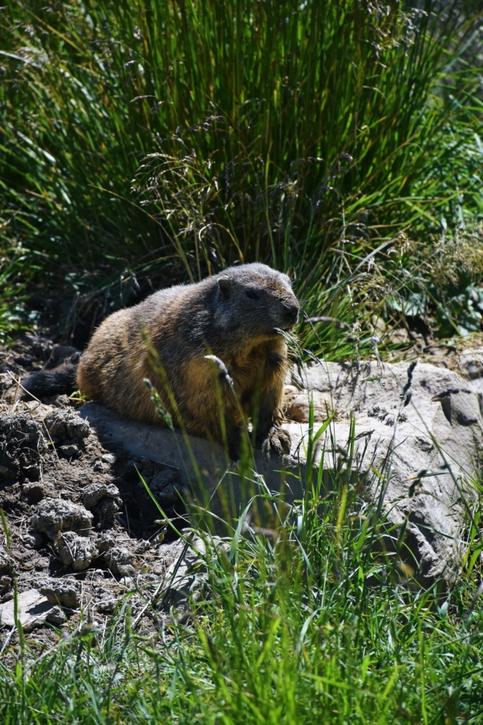 Alpine marmots