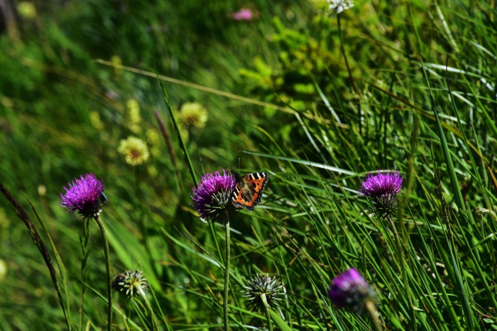 Alpine flora