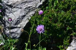 Alpine flora