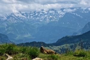 Alpine marmots on Stanserhorn