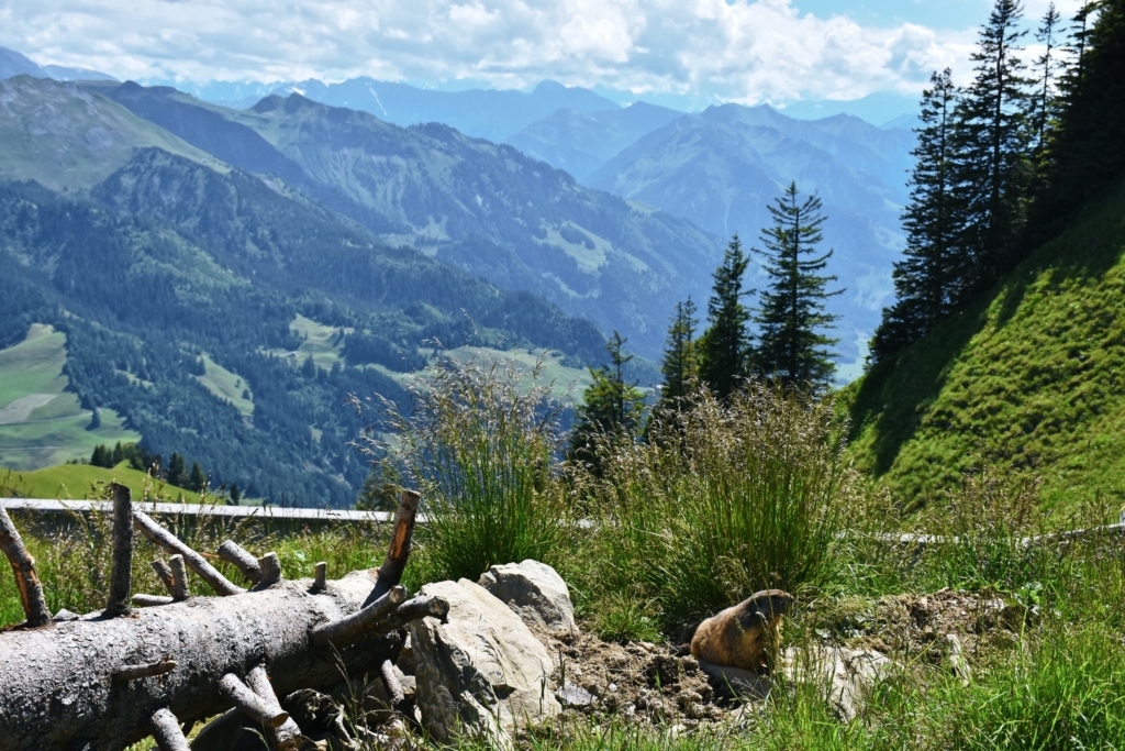 Alpine marmots on Stanserhorn