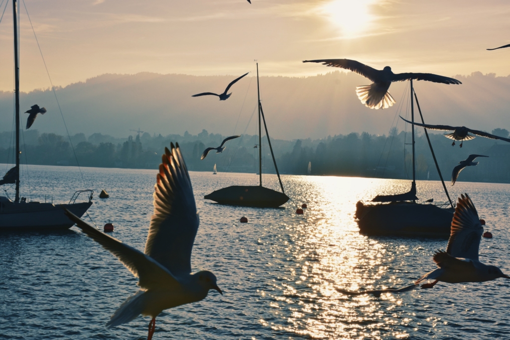 Lake Zurich