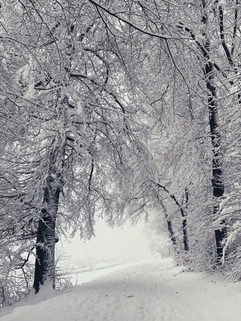 Record snowfall, Zürichberg, January 2021