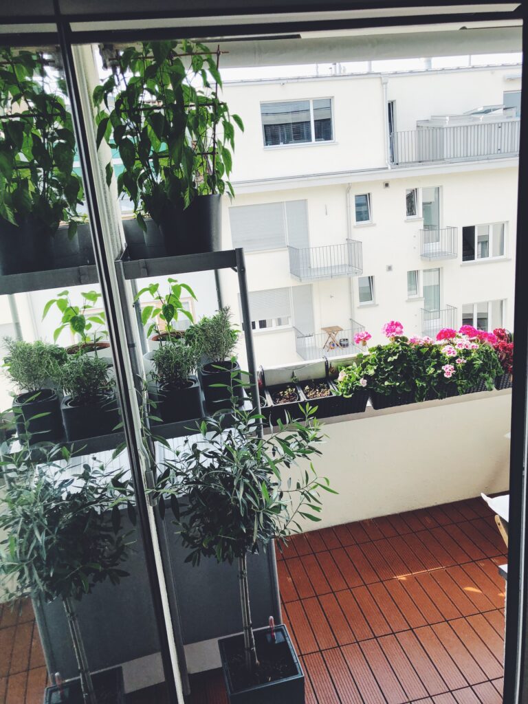 Urban garden on the balcony