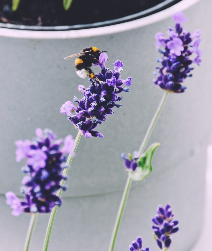 Bumblebee on lavender