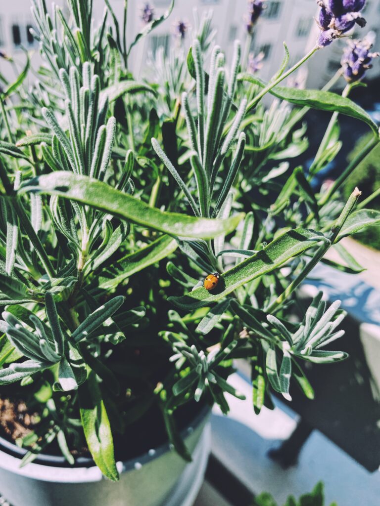 Ladybug on lavender, urban garden