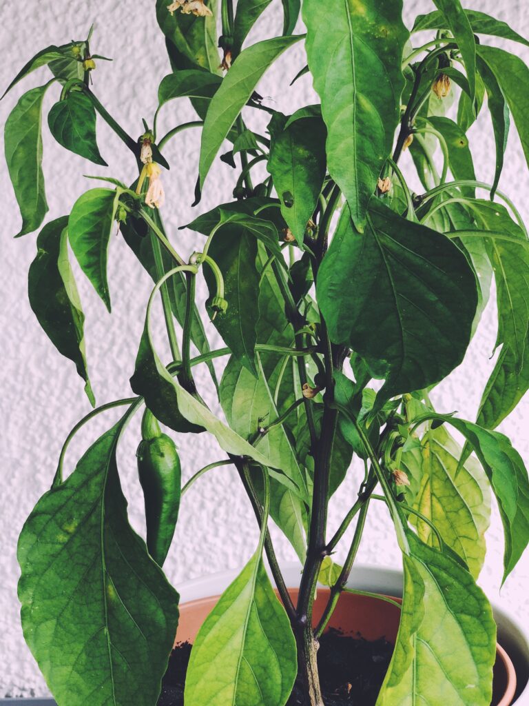 Chillies in the urban garden