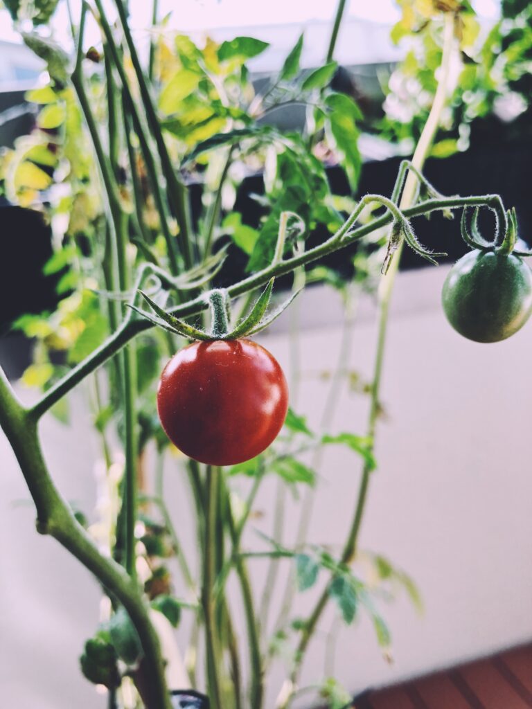 Cherry tomatoes in the urban garden