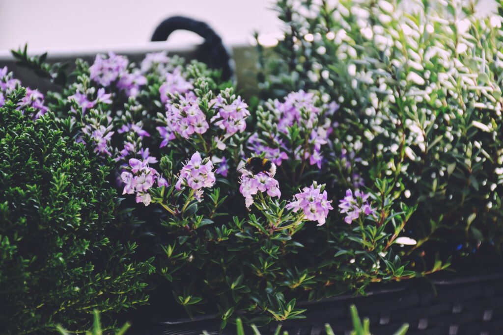 Urban Garden, Greenboys® hebe plants in the hanging planters