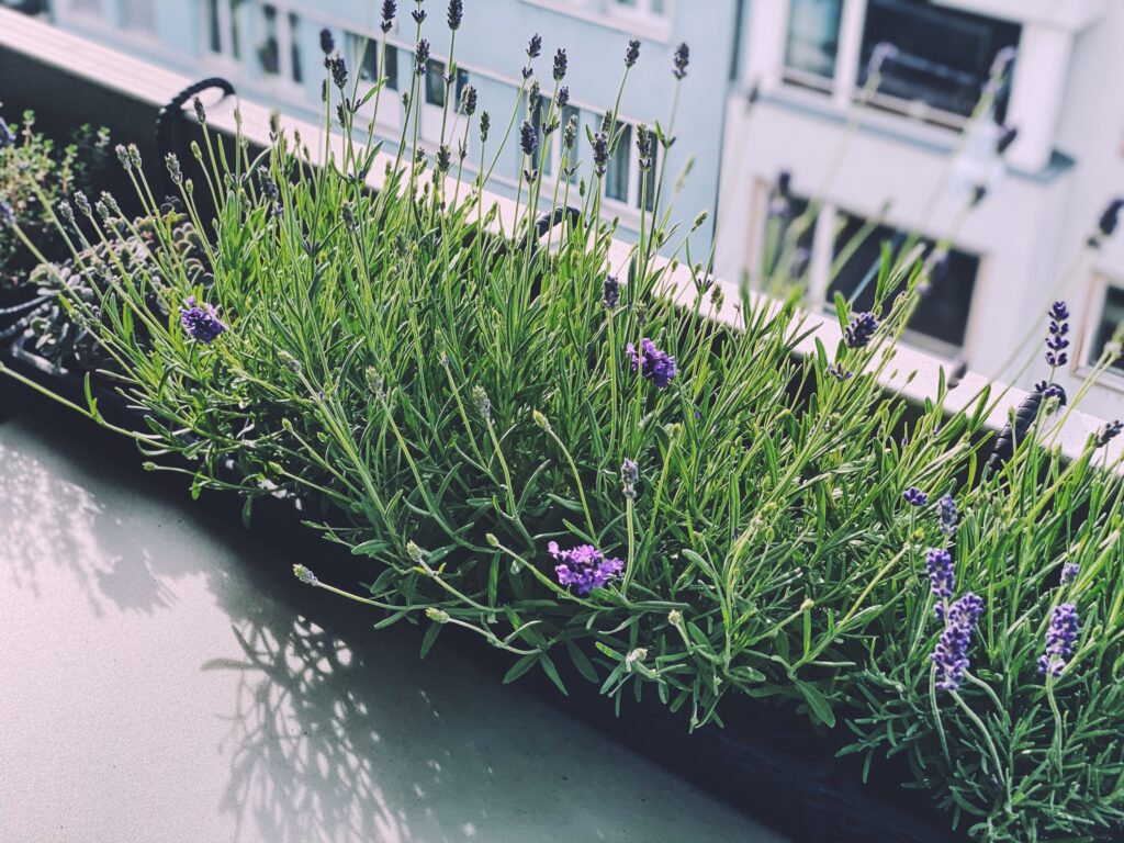 Urban Garden, Lavender in the hanging planters