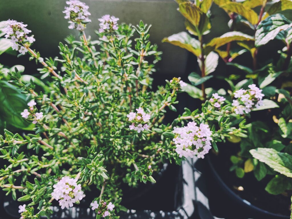Aromatic herbs in the urban garden on the balcony