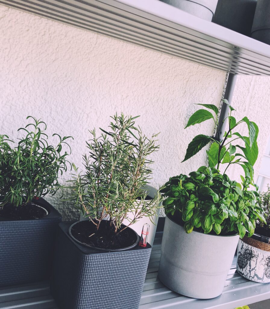 Aromatic herbs in the urban garden on the balcony