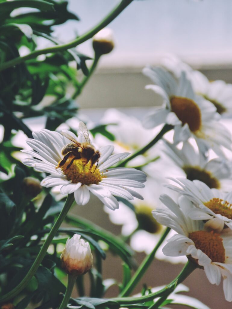 Bees in the urban garden