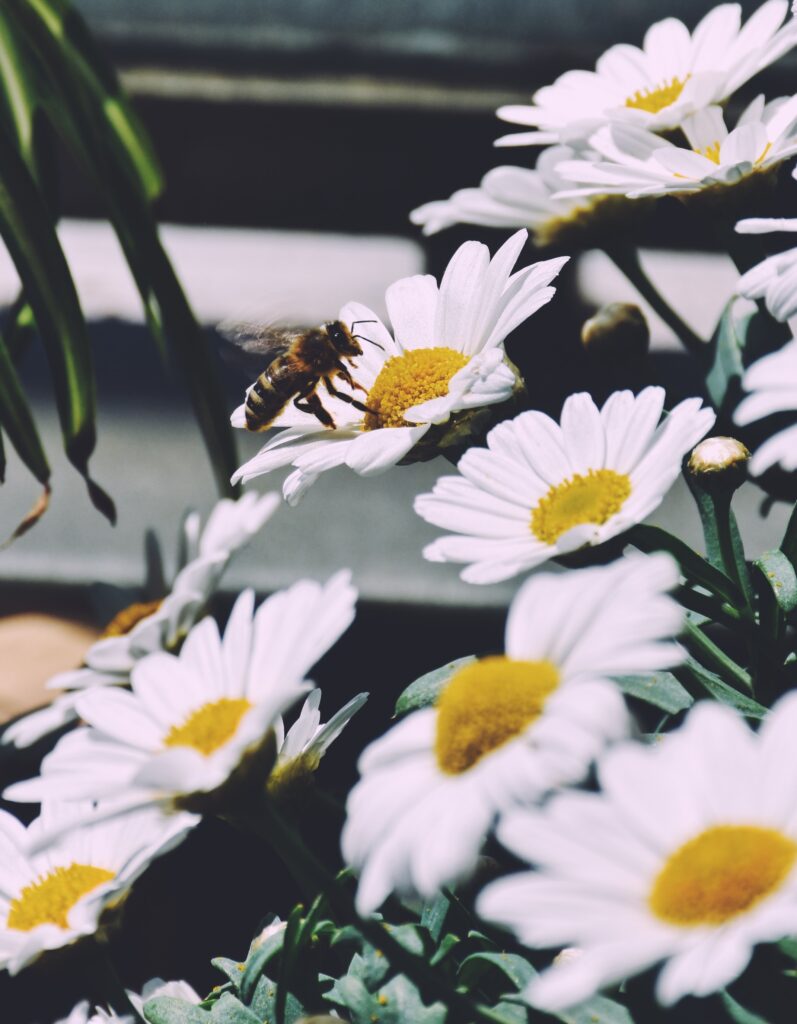 Bees in the urban garden