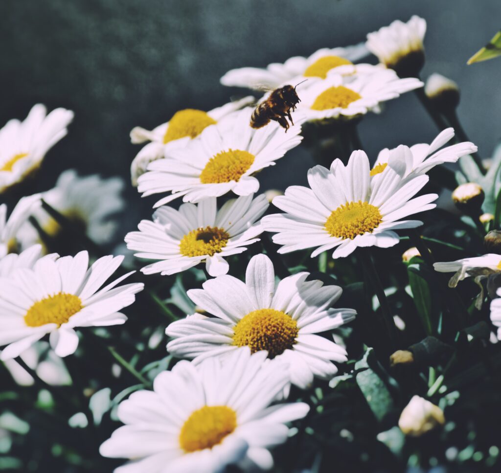 Bees in the urban garden