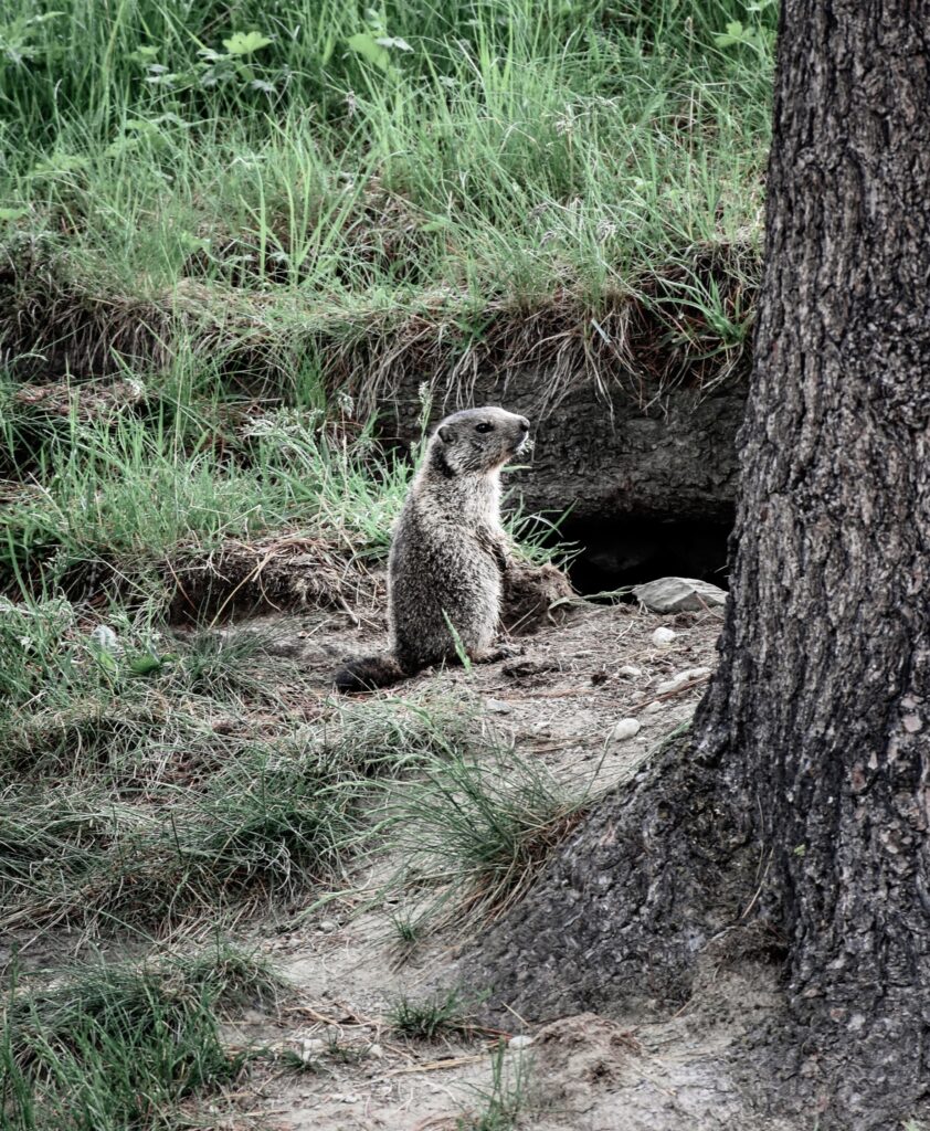 Curious marmots, Riffelalp Resort 2222m