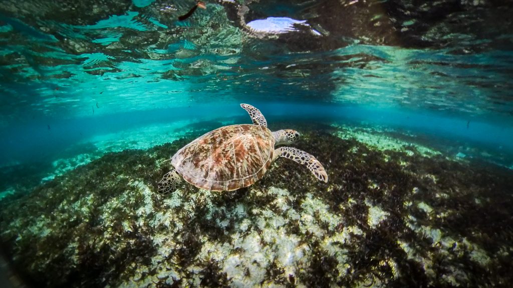 Green Turtle, Denis Private Island, Belle Etoile