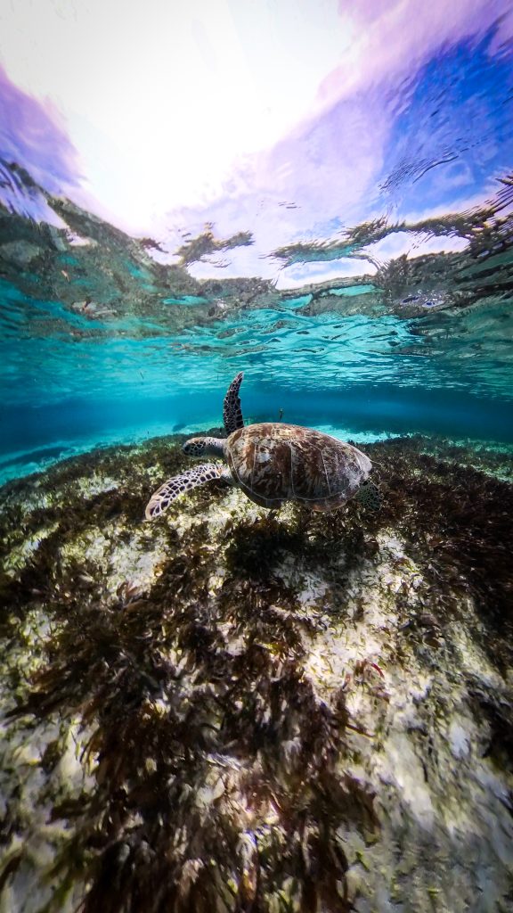 Green Turtle, Denis Private Island, Belle Etoile
