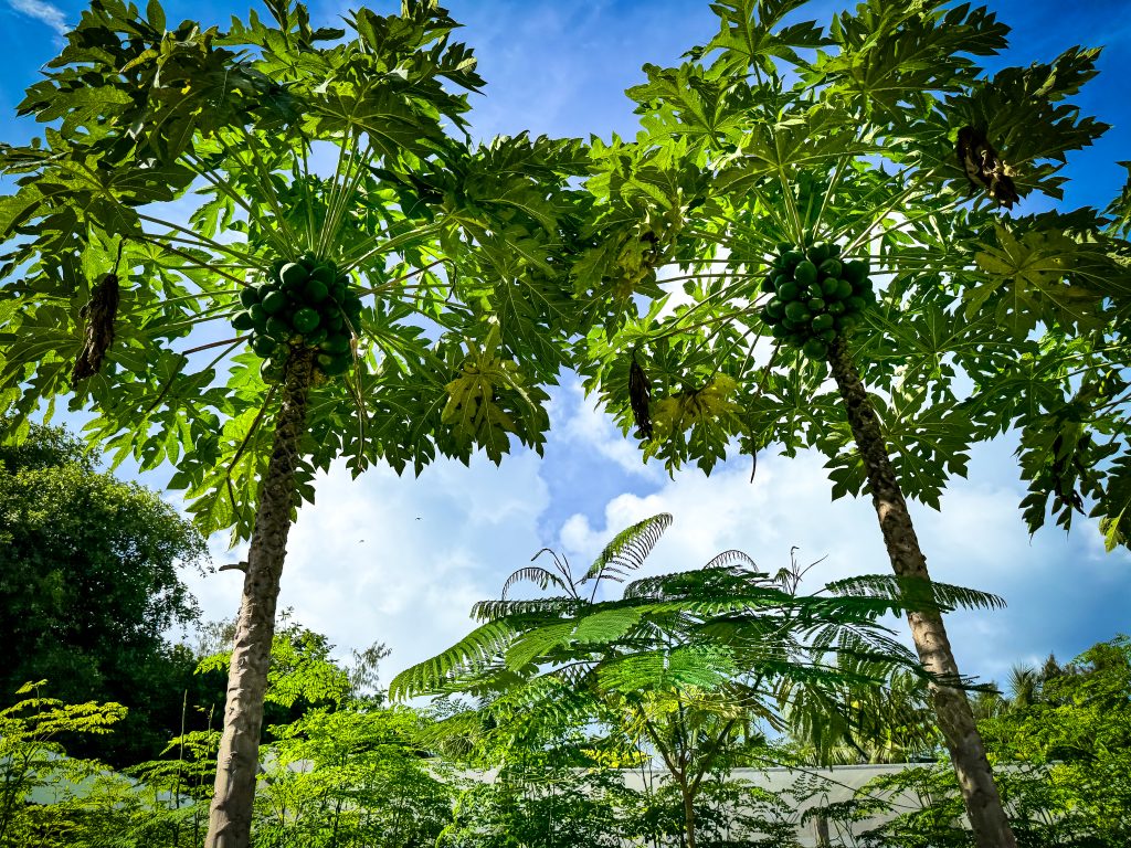 Dennis Private Island, island farm, papay tree