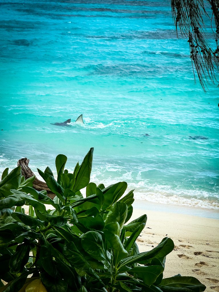 Manta rays feeding in the shallow waters of Denis Island