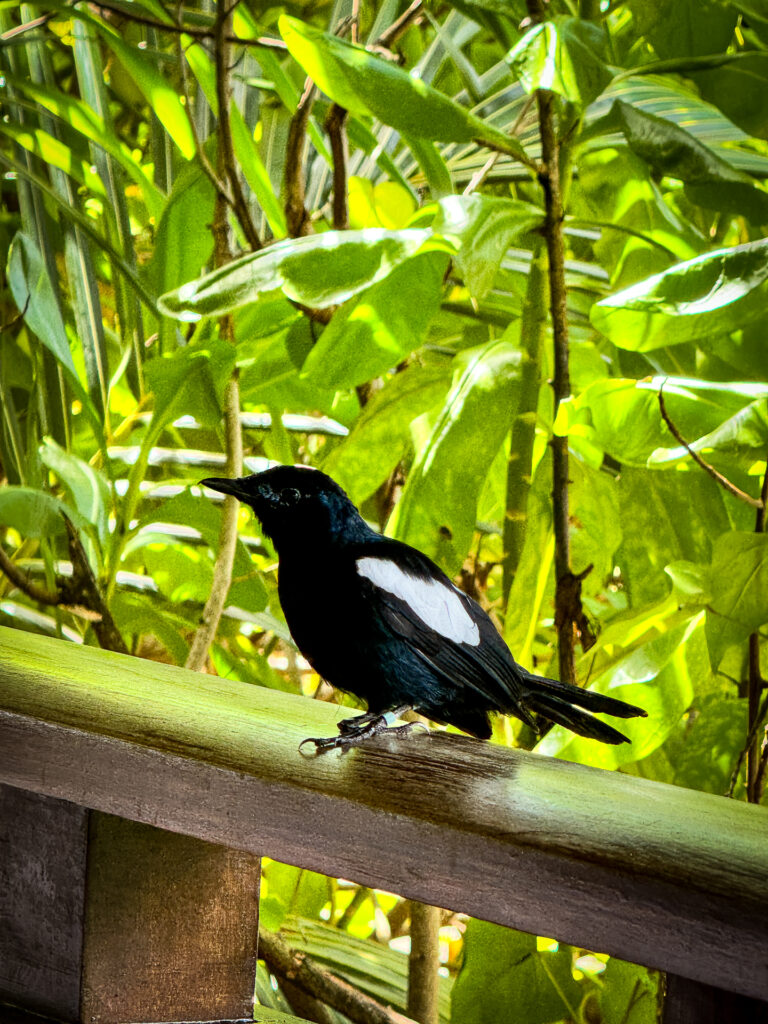 Seychelles Magpie Robin-1