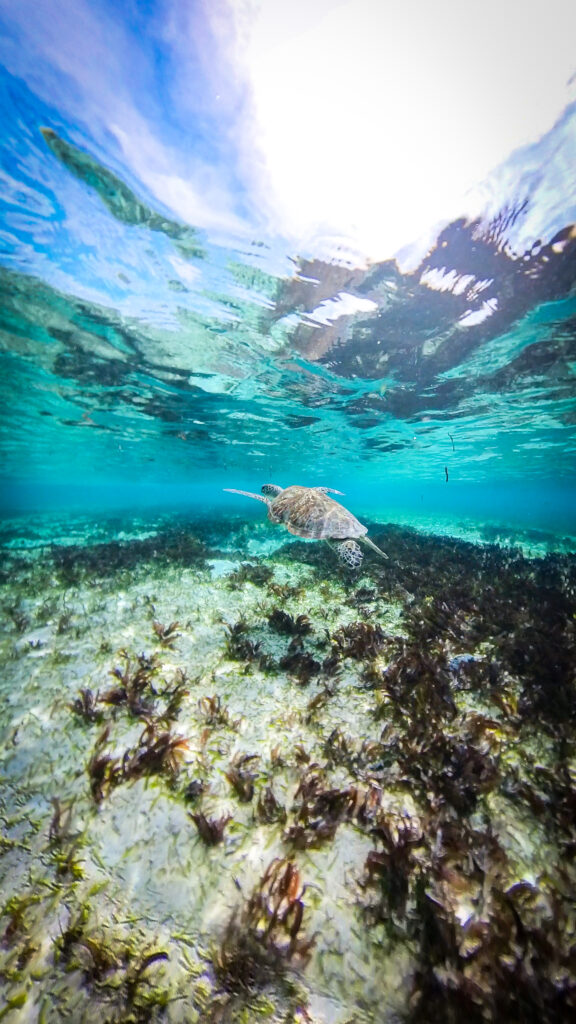 Green Turtles, Denis Private Island, Seychelles